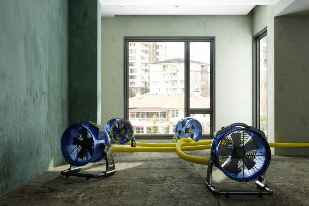 Best Mold removal after water damage  in Clinton, MO